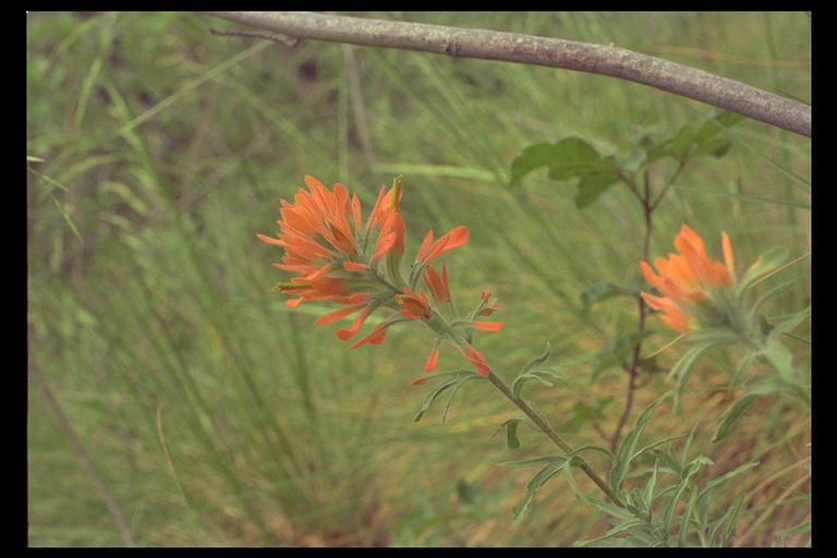 Castilleja affinis Castilleja affinis