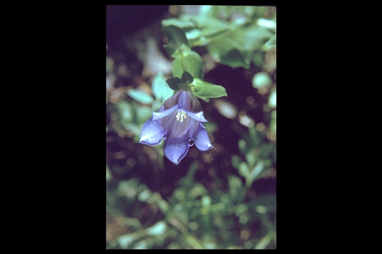 Gentiana calycosa Gentiana calycosa
