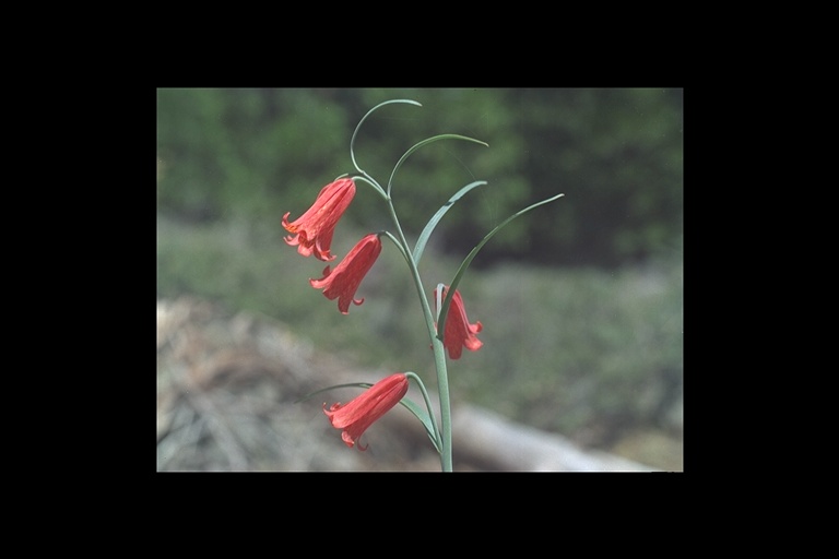 Fritillaria recurva Fritillaria recurva