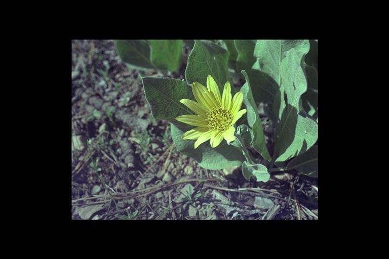 Wyethia mollis Wyethia mollis