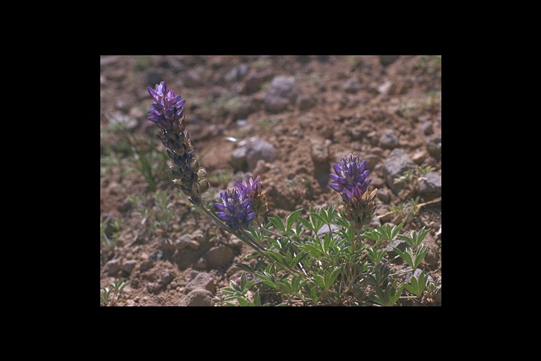 Lupinus lepidus var. sellulus Lupinus lepidus var. sellulus
