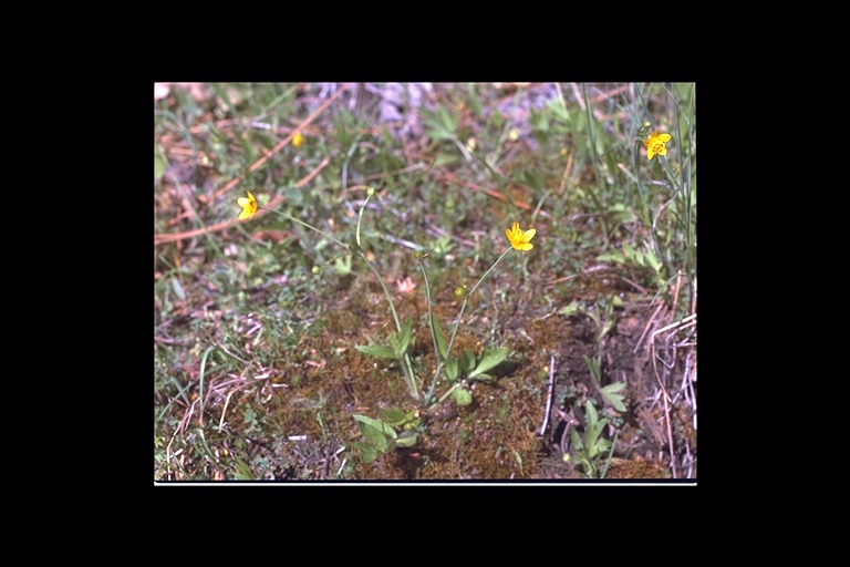 Ranunculus orthorhynchus Ranunculus orthorhynchus