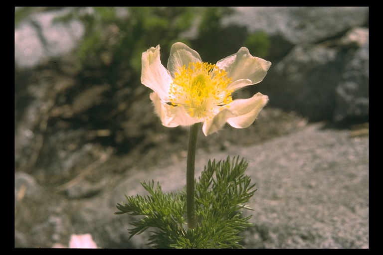 Anemone occidentalis Anemone occidentalis
