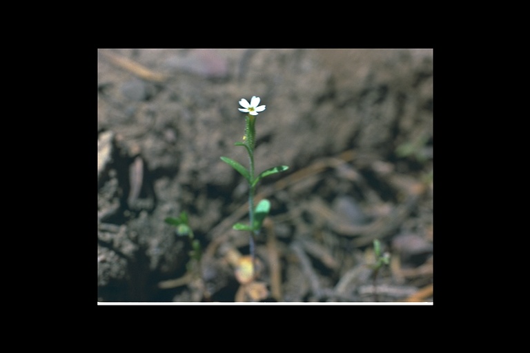 Microsteris gracilis Microsteris gracilis
