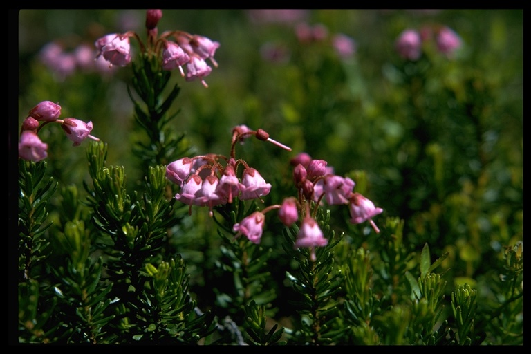 Phyllodoce empetriformis