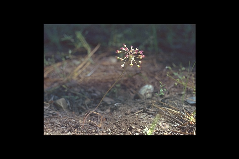 Allium campanulatum