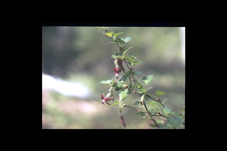 Ribes sp. Ribes sp.
