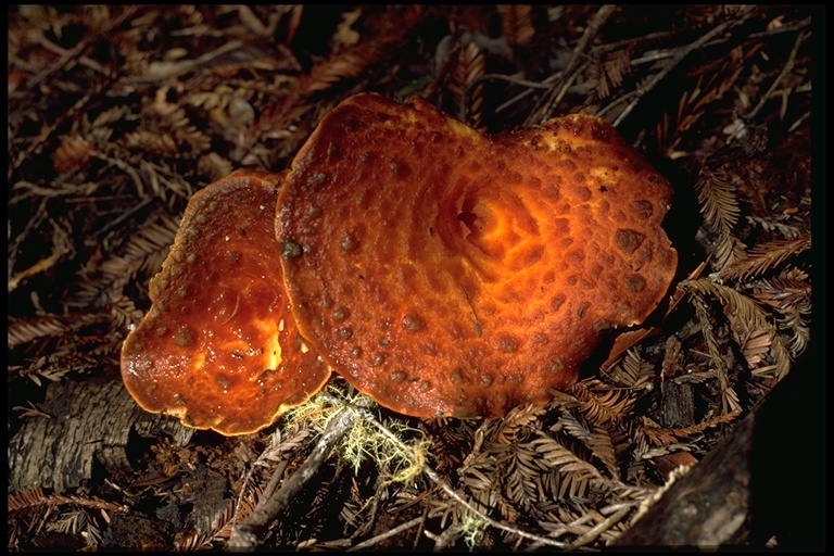 Gomphus floccosus Gomphus floccosus