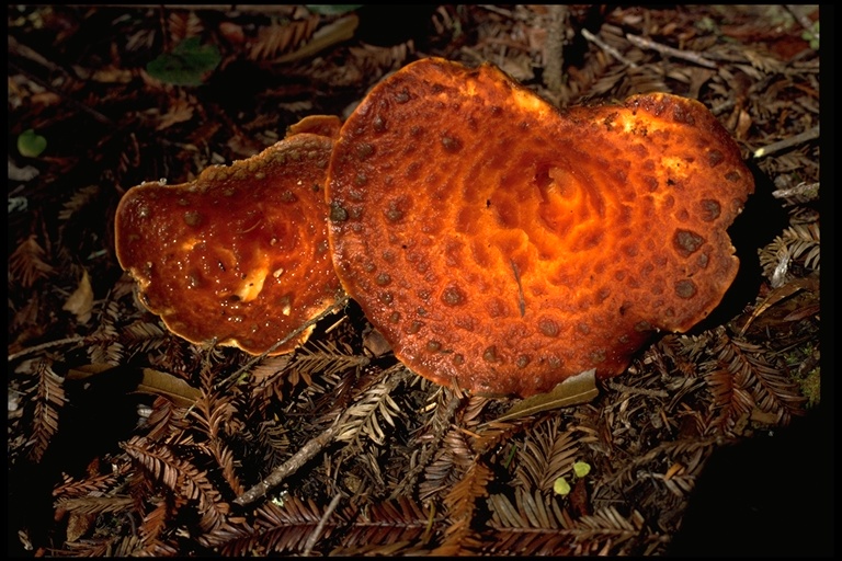 Gomphus floccosus Gomphus floccosus