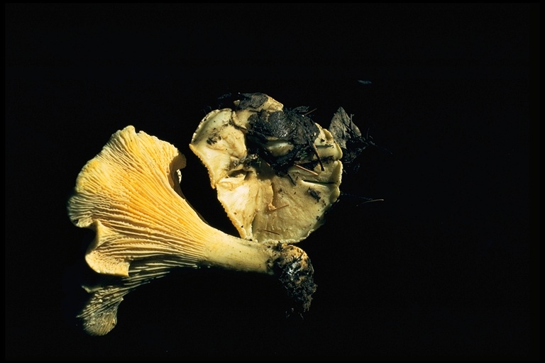 Cantharellus subalbidus Cantharellus subalbidus