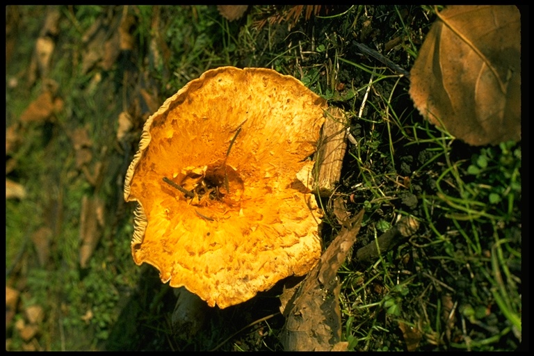 Gomphus floccosus Gomphus floccosus