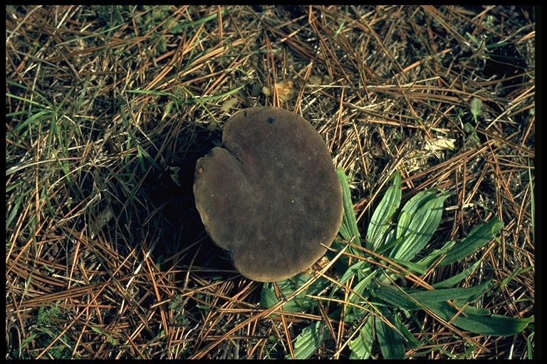 Boletus zelleri