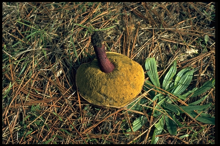 Boletus zelleri