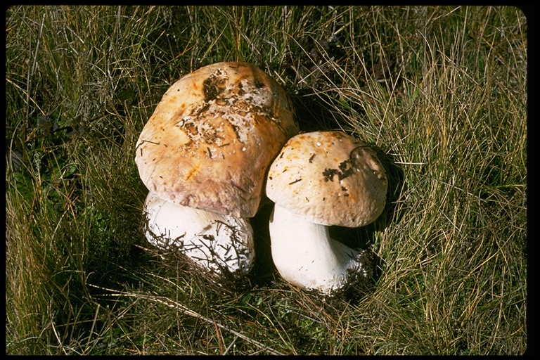 Boletus edulis