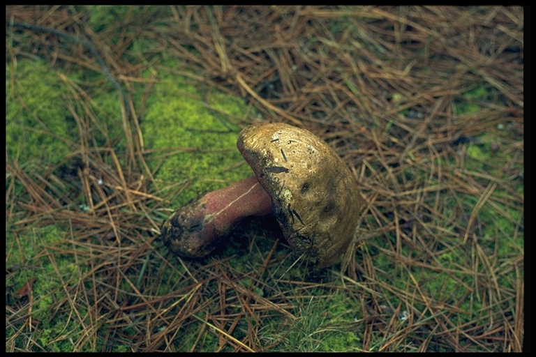 Boletus pulcherrimus Boletus pulcherrimus