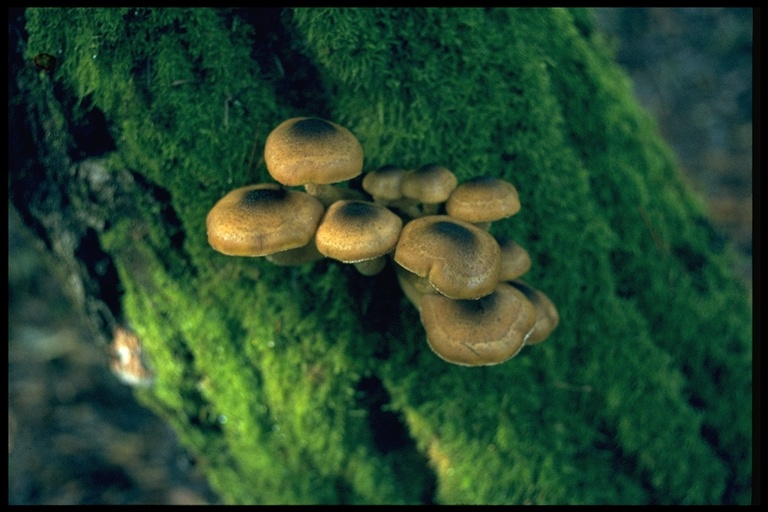 Armillaria mellea Armillaria mellea