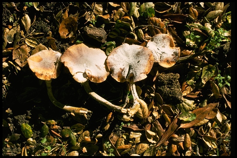 Armillaria mellea Armillaria mellea