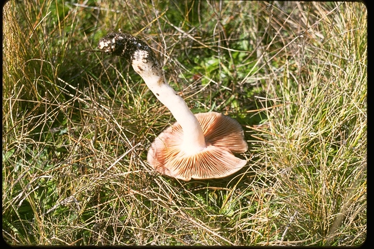 Pluteus cervinus Pluteus cervinus