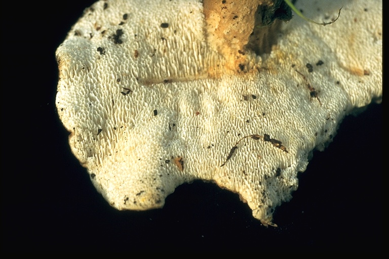 Polyporus melanopus/hirtus Polyporus melanopus/hirtus