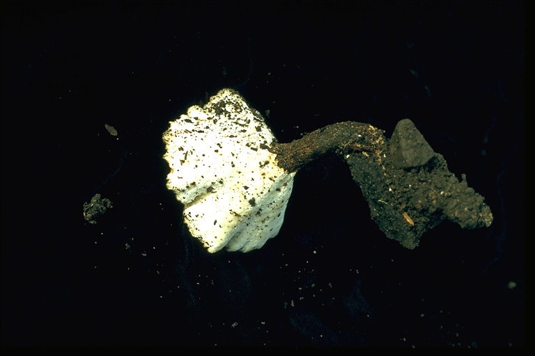Polyporus melanopus/hirtus Polyporus melanopus/hirtus