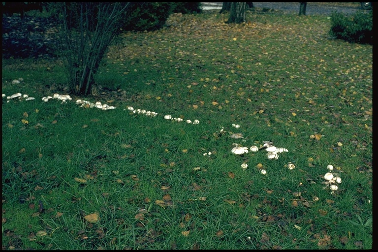 Agaricus bitorquis Agaricus bitorquis
