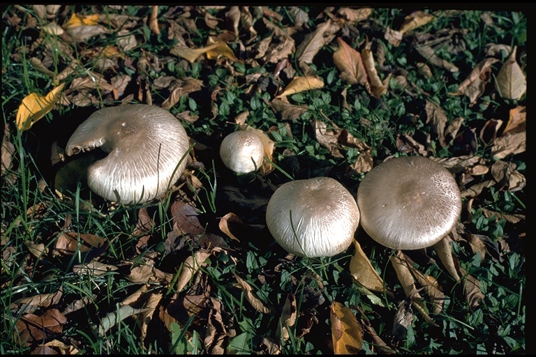 Agaricus bitorquis Agaricus bitorquis