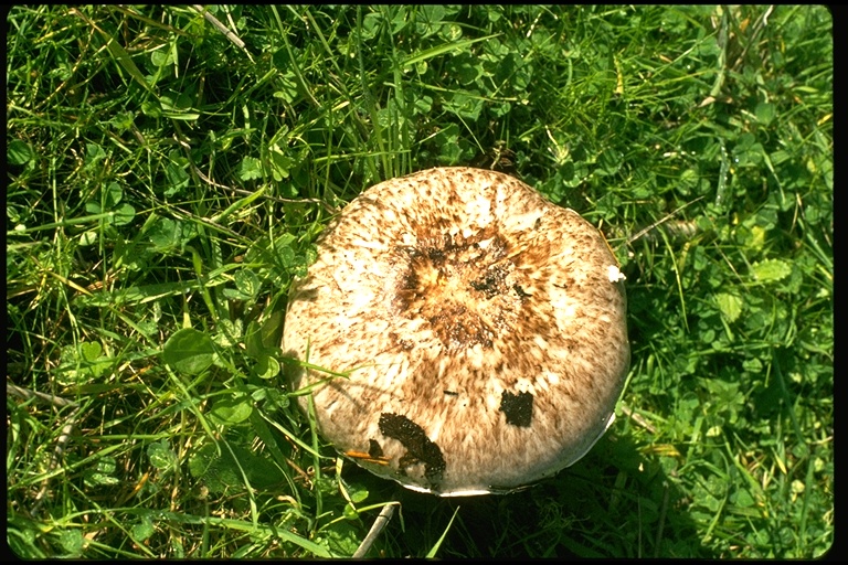 Agaricus silvaticus Agaricus silvaticus