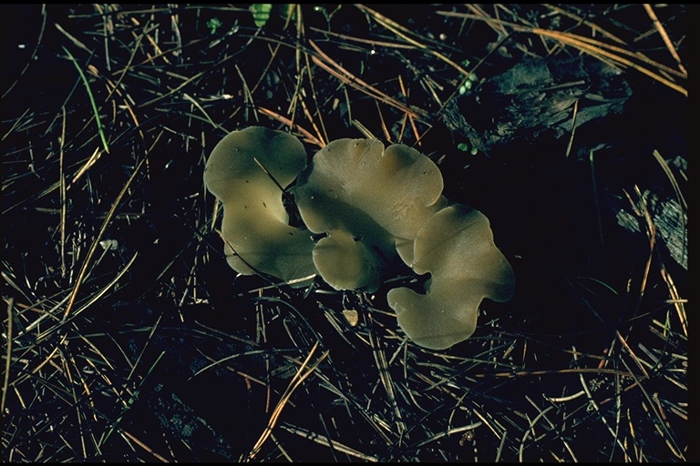 Pseudohydnum gelatinosum Pseudohydnum gelatinosum