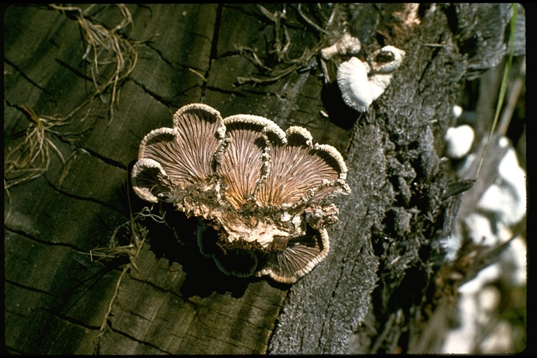 Schizophyllum commune Schizophyllum commune