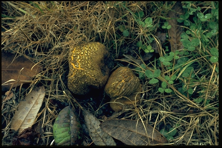 Scleroderma bovista Scleroderma bovista