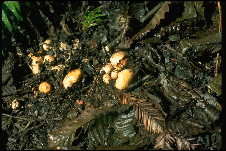Scleroderma bovista Scleroderma bovista