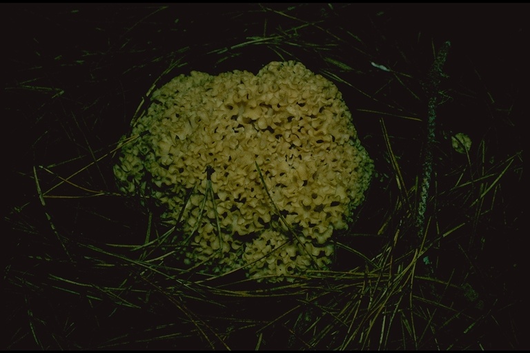 Sparassis crispa Sparassis crispa