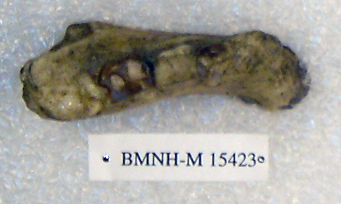 Sivapithecus punjabicus Sivapithecus punjabicus