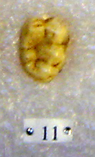 Sivapithecus Sivapithecus
