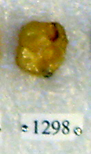Sivapithecus Sivapithecus