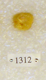 Sivapithecus
