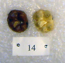 Sivapithecus Sivapithecus