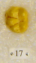 Sivapithecus Sivapithecus