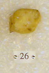 Sivapithecus