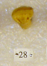 Sivapithecus Sivapithecus
