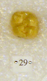 Sivapithecus Sivapithecus