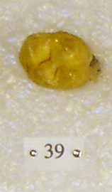 Sivapithecus