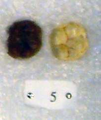 Sivapithecus Sivapithecus