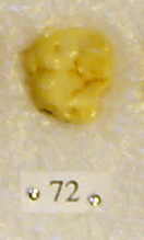 Sivapithecus