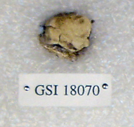 Sivapithecus sivalensis Sivapithecus sivalensis