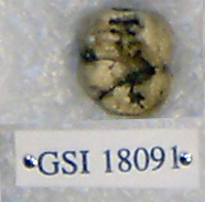 Sivapithecus sivalensis Sivapithecus sivalensis