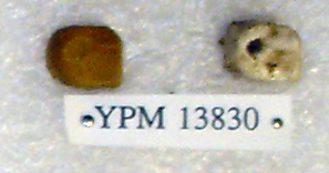 Sivapithecus sivalensis Sivapithecus sivalensis