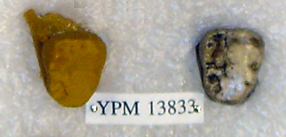 Sivapithecus punjabicus Sivapithecus punjabicus