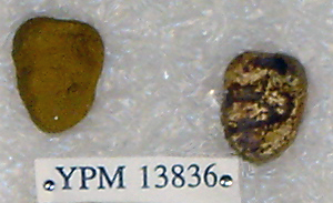 Sivapithecus sivalensis Sivapithecus sivalensis