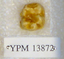 Sivapithecus sivalensis Sivapithecus sivalensis